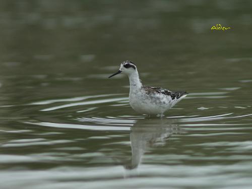 20090907_380240_Red-necked_Phalarope_7542.jpg