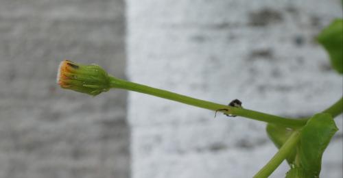 蘭嶼木耳菜 蘭嶼木耳菜