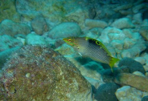 Halichoeres hortulanus@fishdb-media-4001