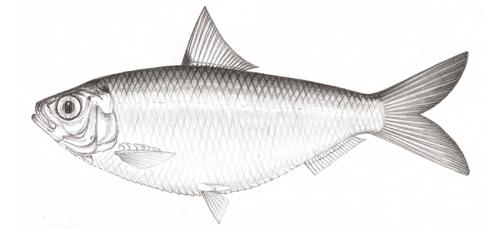 Sardinella brachysoma@Jheng2570 Sardinella brachysoma@Jheng2570