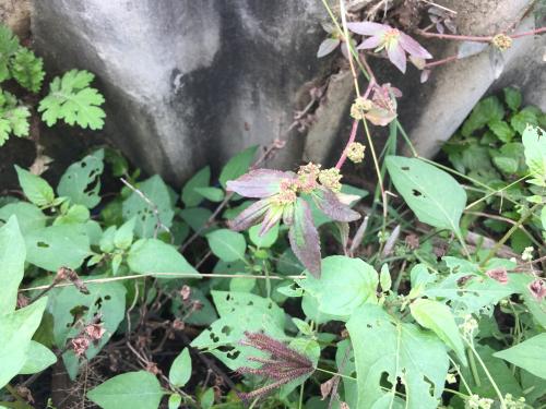 飛揚草 飛揚草