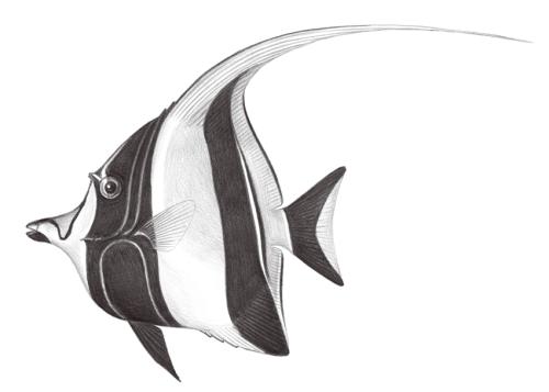 Zanclus cornutus@Jheng2283 Zanclus cornutus@Jheng2283