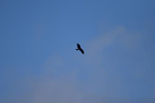 黑鳶 黑鳶
