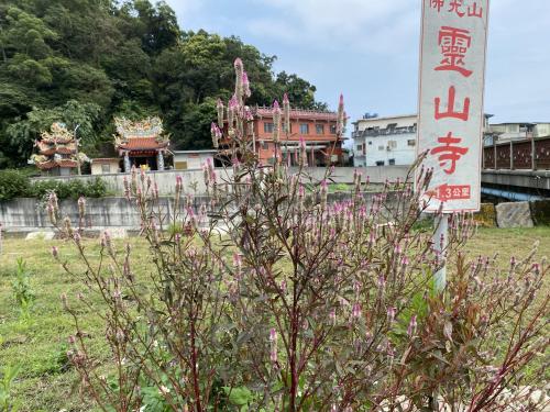 青葙