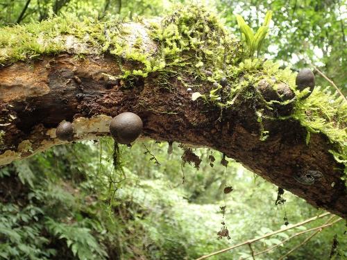 Xylaria obovata(卵形炭角菌)