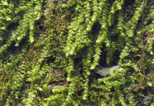 疏葉細鱗蘚