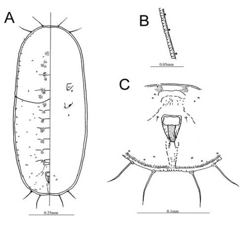 Vasdavidius miscanthus  (Ko, 1998)