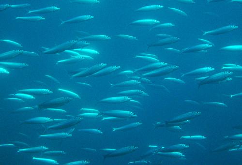 Sardinella melanura@fishdb-media-9047 Sardinella melanura@fishdb-media-9047