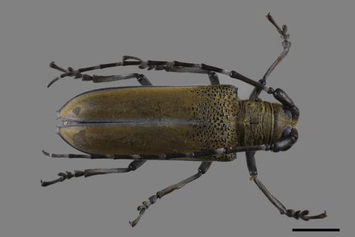 Apriona rugicollis[桑天牛][00080254]