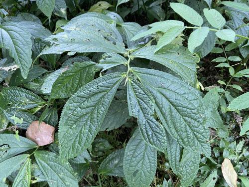 闊葉樓梯草