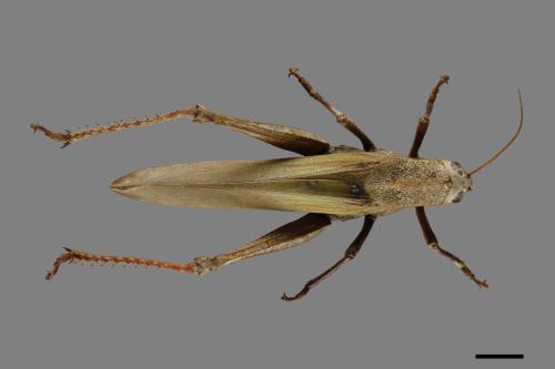 Chondracris rosea[台灣大蝗][00075442]