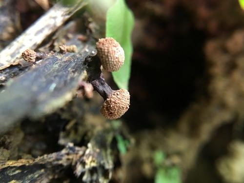 Tubifera microsperma(叢立筒黏菌)