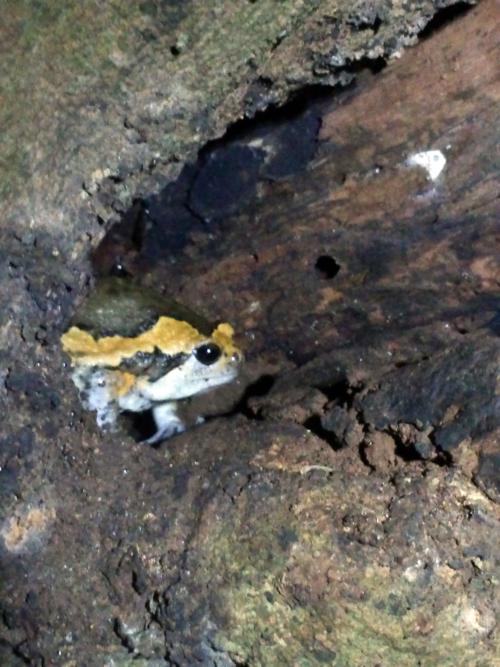花狹口蛙 花狹口蛙