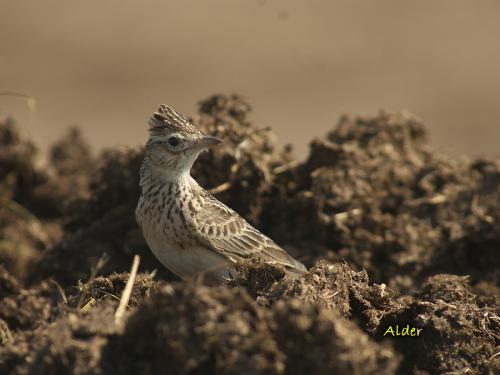 20090813_380308_Oriental_Skylark_1707.jpg