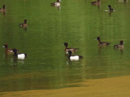 鳳頭潛鴨 鳳頭潛鴨