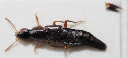 Quedius_(Raphirus)_tarng-holotype Quedius_(Raphirus)_tarng-holotype
