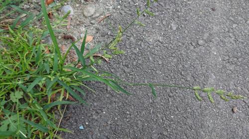 芒稷 (光頭稗)