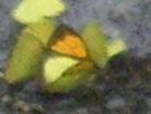 橙粉蝶 橙粉蝶