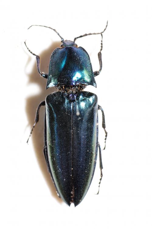 大青叩頭蟲 Campsosternus auratus
