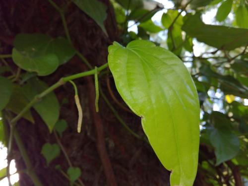 荖藤