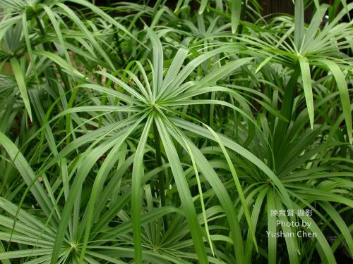 輪傘莎草
