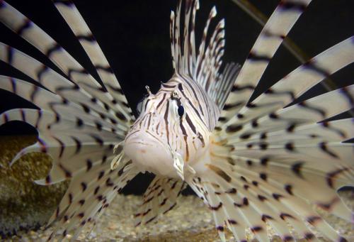 Pterois lunulata@fishdb-media-8320