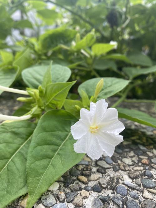 紫茉莉