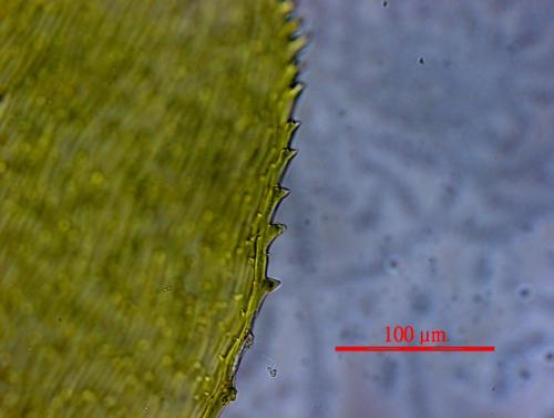 Glossadelphus lingulatus (Cardot) M. Fleisch. 葉緣顯微照