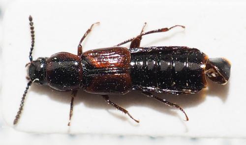 Coprophilus-difformis