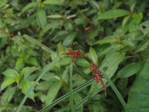 紅果薹 紅果薹