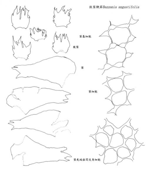 狹葉鞭蘚