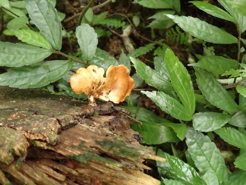 Polyporus varius(多變多孔菌)