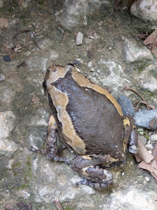 花狹口蛙 花狹口蛙
