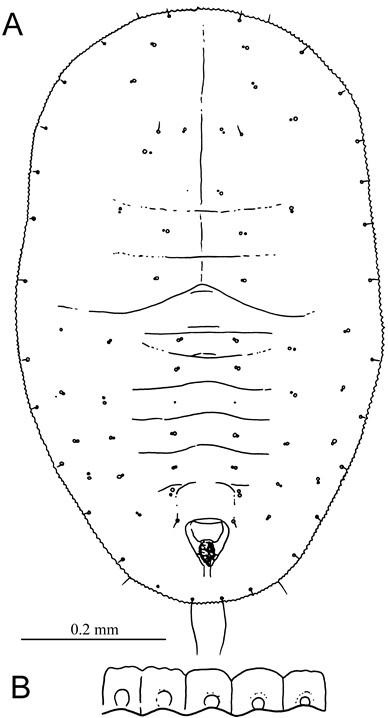 Pealius psychotriae  Takahashi, 1935  拎璧龍皮粉蝨