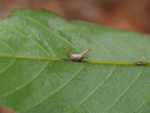 Saphonecrus shirakashii 所寄生之蟲癭 Saphonecrus shirakashii 所寄生之蟲癭