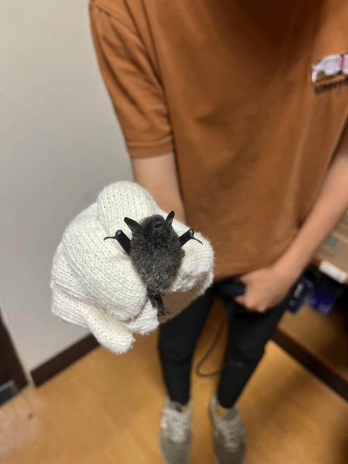 長趾鼠耳蝠 長趾鼠耳蝠