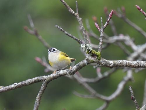 火冠戴菊鳥