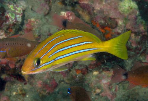 Lutjanus kasmira@fishdb-media-7039 Lutjanus kasmira@fishdb-media-7039