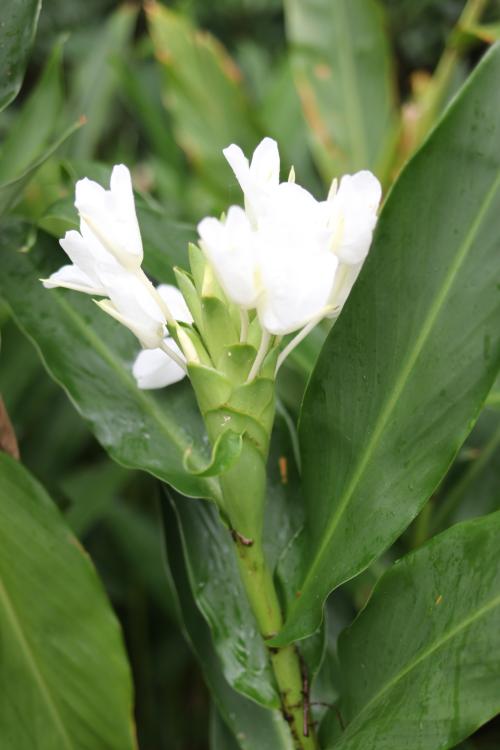野薑花 野薑花