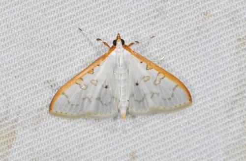 彎囊絹鬚野螟 Palpita hypohomalia Inoue