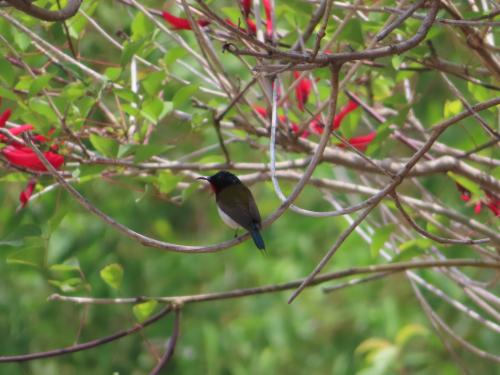 叉尾太陽鳥 叉尾太陽鳥