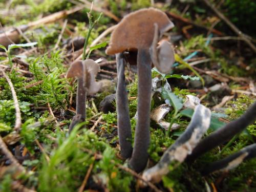 Helvella atra(黑馬鞍菌)