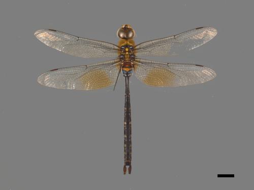 Anax panybeus[麻斑晏蜓][00103021]