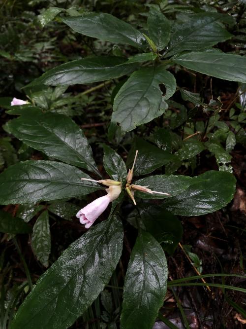 角桐草