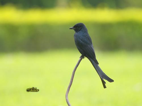 20090725_380326_Black_Drongo_3339.jpg 20090725_380326_Black_Drongo_3339.jpg