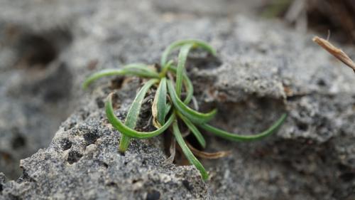香茹