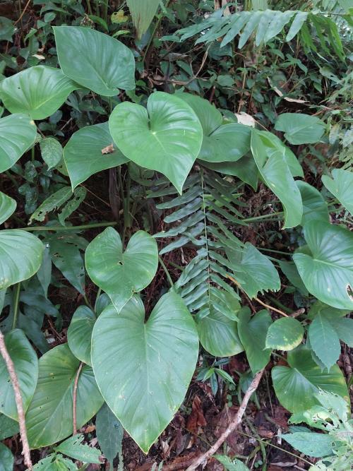 菲律賓扁葉芋