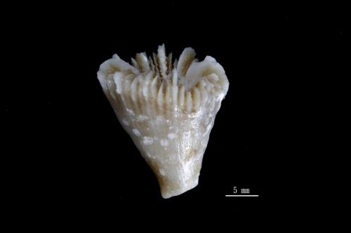 Caryophyllia diomedeae_01