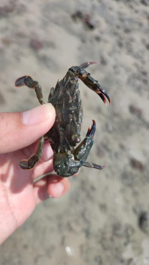 鈍齒短槳蟹