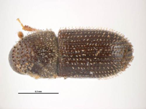 Hypothenemus seriatus (Eichhoff, 1872) 單毛列果小蠹